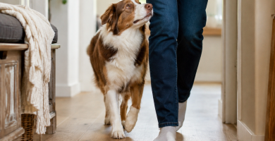 Dog following its owner closely through a home hallway, showing typical attachment behavior.