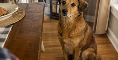 Dog staring at its owner while they eat at the dining table.