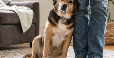 Dog leaning against its owner's leg as a sign of affection and trust.