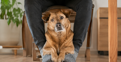 Dog sitting on its owner's feet as a sign of comfort and closeness.
