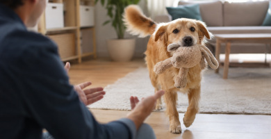 Dog bringing a toy to its owner as an invitation to play.