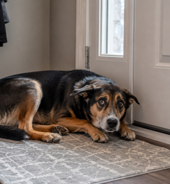 Dog showing signs of separation anxiety while waiting near the front door.