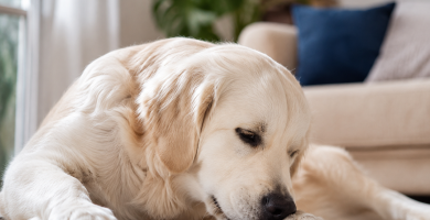 Dog licking its paw, a behavior with several possible causes.