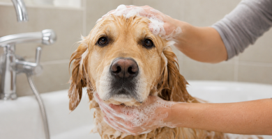 Dog being bathed as part of a regular grooming routine.
