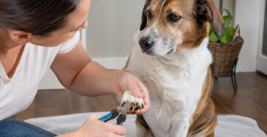 Trimming a dog's nails as part of a regular grooming routine.