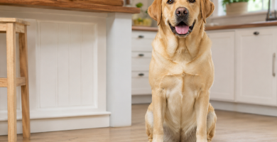 Healthy adult dog sitting beside a balanced meal and fresh drinking water.
