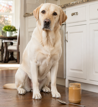 Dog sitting beside a small amount of plain peanut butter without xylitol.