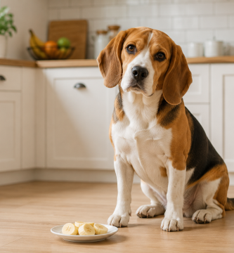 Dog sitting beside a few small slices of peeled banana.