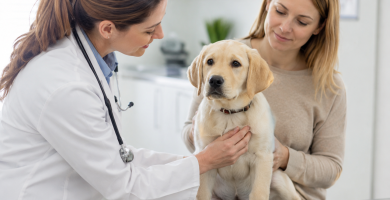Young puppy receiving a gentle veterinary health examination during its first year.