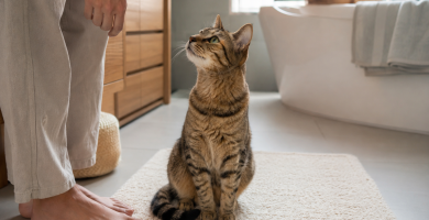 Curious cat calmly following its owner into a bathroom.