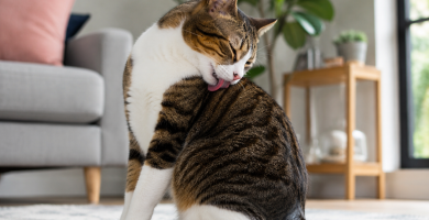 Healthy cat calmly grooming her coat in a relaxed home environment.