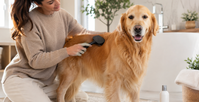 Healthy dog receiving gentle routine brushing for coat and skin care.