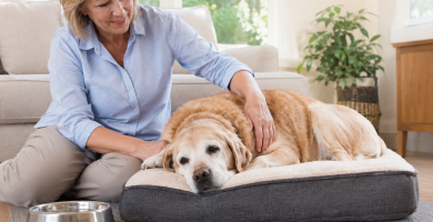Healthy senior dog resting comfortably in an accessible home environment.