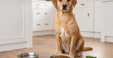 Healthy dog beside a measured meal and small portions of safe dog-friendly foods.